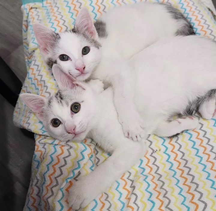 sweet cuddly kittens bonded